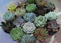 Sukulent Nedir, Bakımı Nasıl Yapılır?