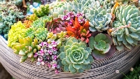 Sukulent Nedir, Bakımı Nasıl Yapılır?