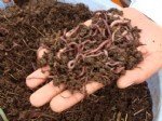 Vermikompost Gübresi Nedir?