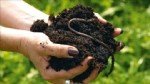 Vermikompost Gübresi Nedir?