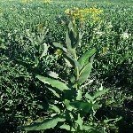 Kültür Bitkilerinde Görülen Geniş Yapraklı Yabancı Ot Türleri