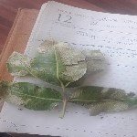 Karazenk Hastalığı Belirtileri, Nedenleri Ve Mücadele Yöntemleri