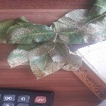 Karazenk Hastalığı Belirtileri, Nedenleri Ve Mücadele Yöntemleri