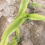 Mısırda Çinko Eksikliği Nedir, Nasıl Anlaşılır?