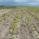 Mısırda Çinko Eksikliği Nedir, Nasıl Anlaşılır?