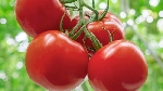 Serada Domates Yetiştiriciliği Nasıl Yapılır?