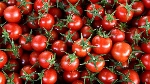 Serada Domates Yetiştiriciliği Nasıl Yapılır?