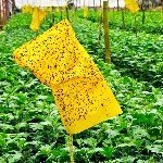 Sarı Yapışkan Tuzaklar Ve Kullanım Alanları Nelerdir?