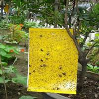 Sarı Yapışkan Tuzaklar Ve Kullanım Alanları Nelerdir?