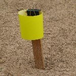 Sarı Yapışkan Tuzaklar Ve Kullanım Alanları Nelerdir?