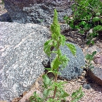 Meleze Horoz İbiği Otu Nedir? Meleze Horoz İbiği Otu Nedir?