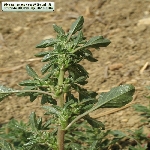 Sürünücü Horoz İbiği Otu Nedir? Sürünücü Horoz İbiği Otu Nedir?