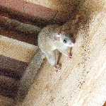 Yediuyur (Glis Glis L.)