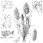 Çayır Güzeli Otu Nedir?