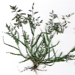 Çayır Güzeli Otu Nedir?