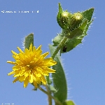 Killi Hindiba Otu Nedir?