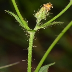 Killi Hindiba Otu Nedir?