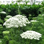 Kürdan Otu Nedir? Kürdan Otu Nedir?