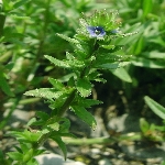 Tarla Yavşan Otu Nedir?