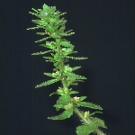 Tarla Yavşan Otu Nedir?