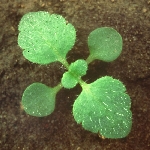 Tarla Yavşan Otu Nedir?