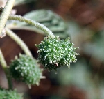 Bambul Otu Nedir? Bambul Otu Nedir?