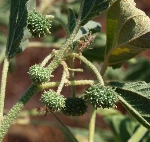 Bambul Otu Nedir? Bambul Otu Nedir?