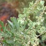 Kara Pazı Otu Nedir? Kara Pazı Otu Nedir?