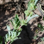 Kara Pazı Otu Nedir? Kara Pazı Otu Nedir?