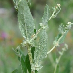 Kara Pazı Otu Nedir? Kara Pazı Otu Nedir?