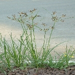 Topalak Otu Nedir? Topalak Otu Nedir?