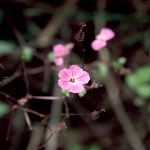 Turna Gagası Otu Nedir? Turna Gagası Otu Nedir?