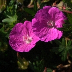 Turna Gagası Otu Nedir? Turna Gagası Otu Nedir?