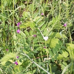 Yabani Fiğ Otu Nedir? Yabani Fiğ Otu Nedir?