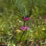 Yabani Fiğ Otu Nedir? Yabani Fiğ Otu Nedir?