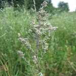 Yabani Pelin Otu Nedir?