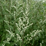 Yabani Pelin Otu Nedir?