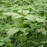 Yeşil Horoz İbiği Otu Nedir?