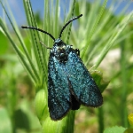 Bağ Göz Kurdu Nedir? Zararları Ve Mücadele Yöntemleri