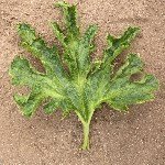 Kabak Sarı Mozaik Virüsü Belirtileri, Nedenleri Ve Mücadele Yöntemleri