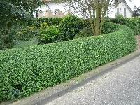 Çit Bitkilerinin Kullanım Amaçları Çit Bitkilerinin Kullanım Amaçları