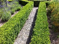 Çit Bitkilerinin Kullanım Amaçları Çit Bitkilerinin Kullanım Amaçları