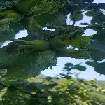 Fındık Tarımı Nasıl Yapılır? Adım Adım Rehber