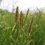 Tilki Kuyruğu Otu Nedir?