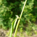 Tilki Kuyruğu Otu Nedir?