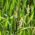 Tilki Kuyruğu Otu Nedir?