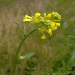 Yabani Hardal Otu Nedir?
