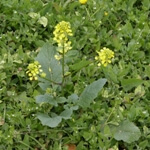 Yabani Hardal Otu Nedir?