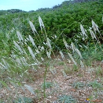 Yabani Yulaf Otu Nedir?