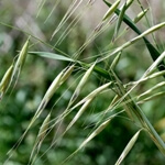 Yabani Yulaf Otu Nedir?